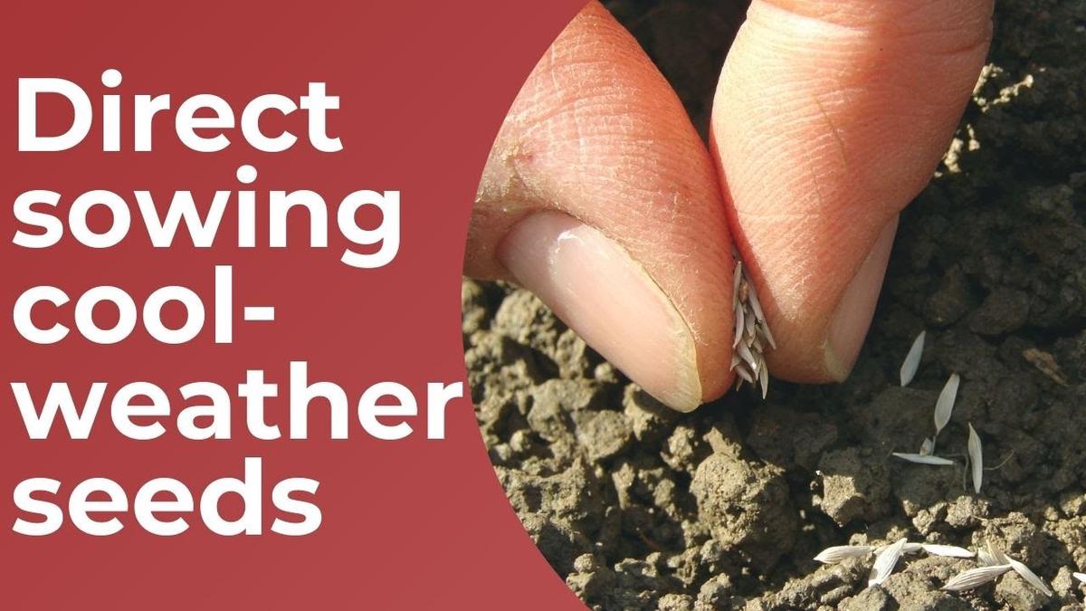 'Video thumbnail for Direct Sowing Cool-Weather Seeds | Garden Chat | Gardening Tips'