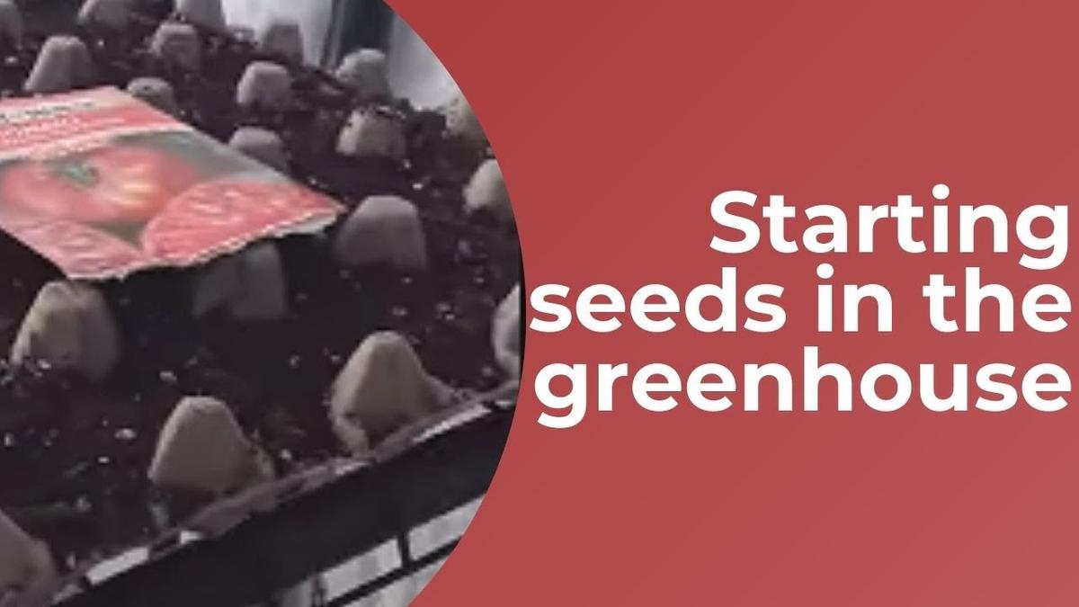 'Video thumbnail for Starting Seeds In The Greenhouse | Garden Chat | Gardening Tips'