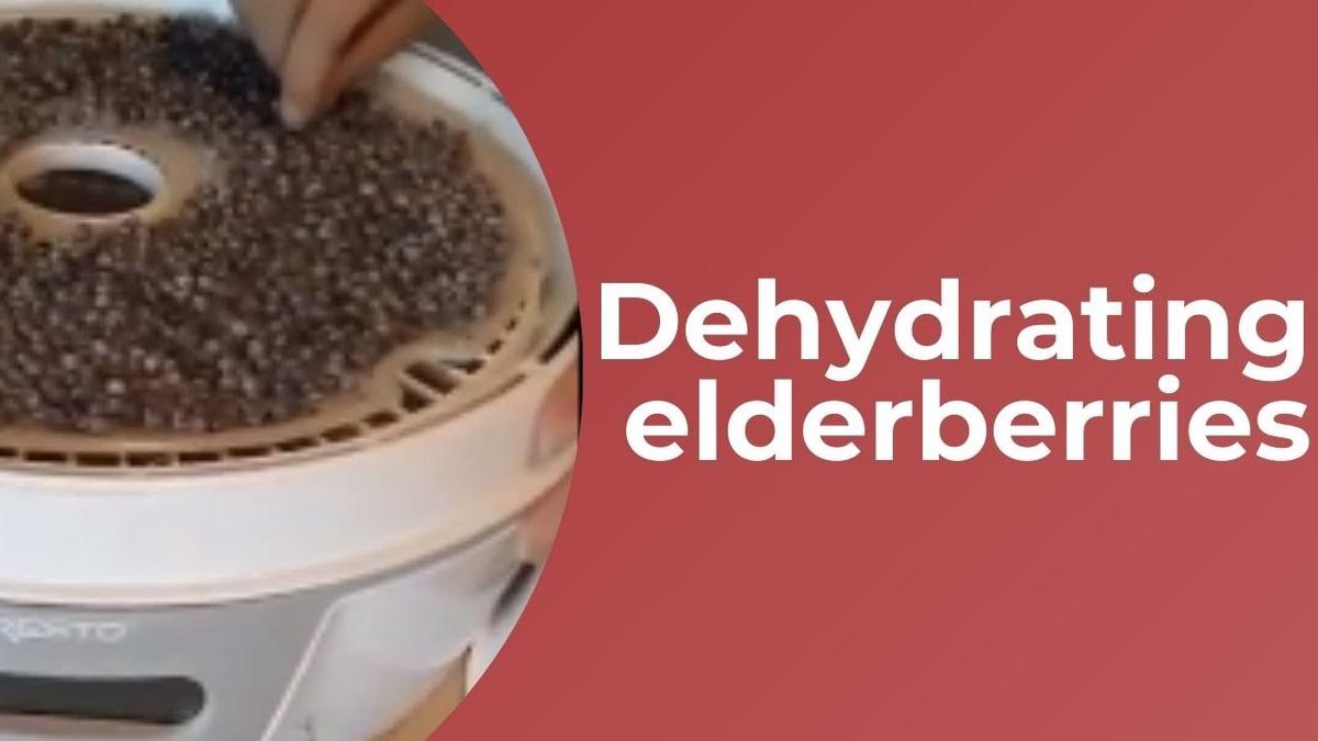 'Video thumbnail for Dehydrating elderberries for DIY medicine and long term storage'